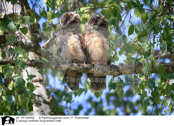 2 young northern long-eared owls / FF-08092