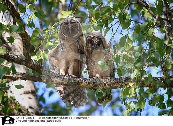 2 young northern long-eared owls / FF-08094