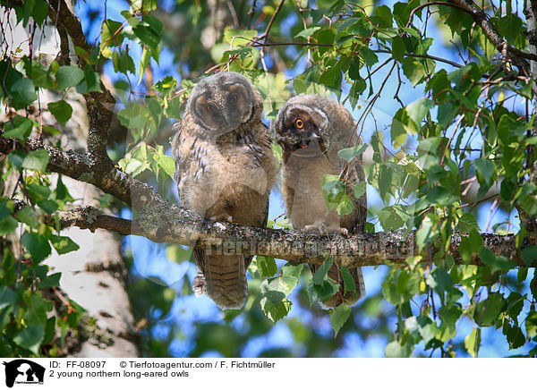 2 young northern long-eared owls / FF-08097