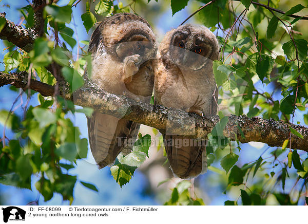 2 young northern long-eared owls / FF-08099