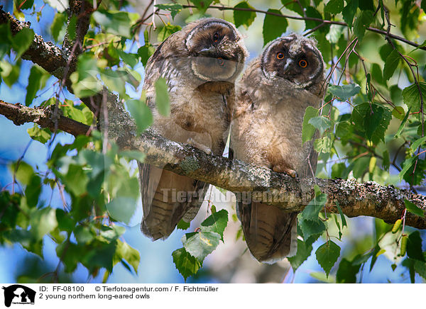 2 young northern long-eared owls / FF-08100