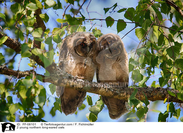 2 junge Waldohreulen / 2 young northern long-eared owls / FF-08101