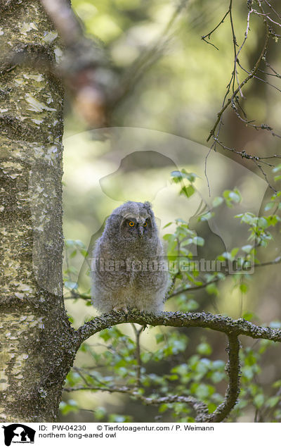 northern long-eared owl / PW-04230