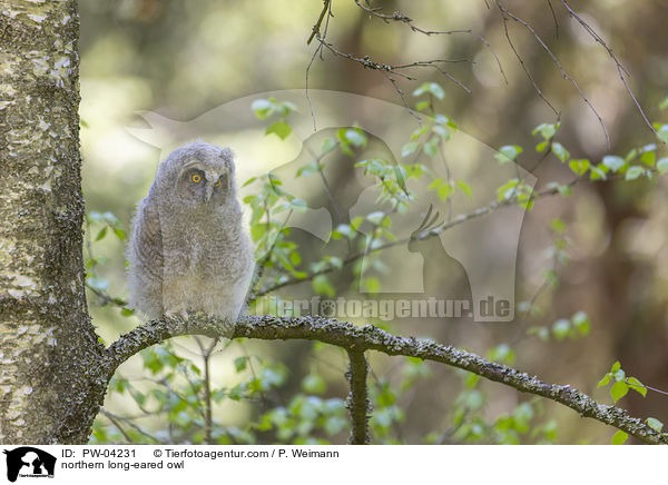 northern long-eared owl / PW-04231
