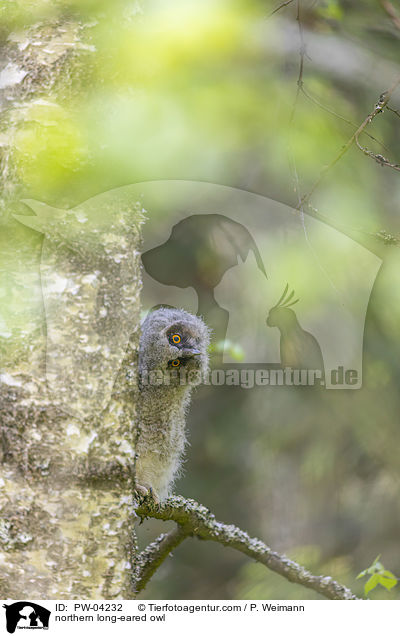 northern long-eared owl / PW-04232