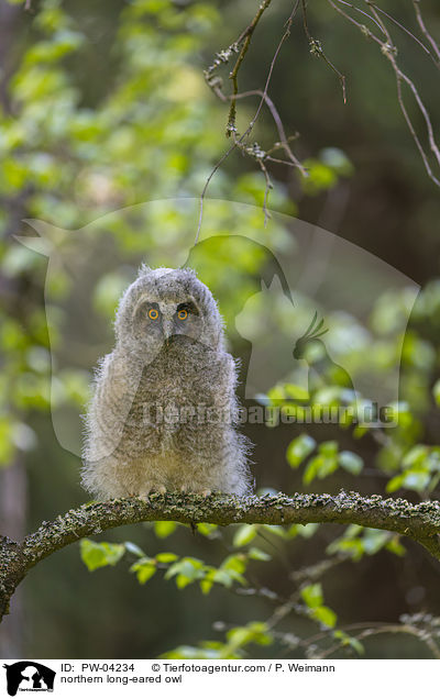 northern long-eared owl / PW-04234
