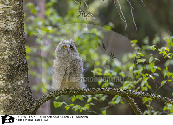 northern long-eared owl / PW-04235