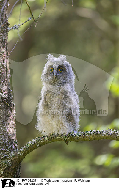 northern long-eared owl / PW-04237