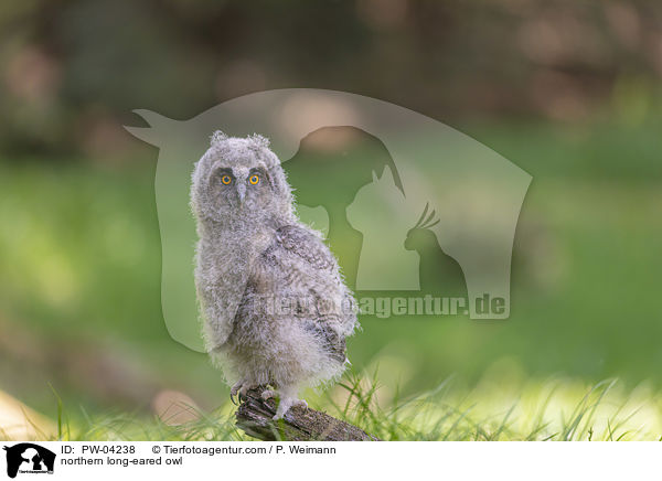 northern long-eared owl / PW-04238