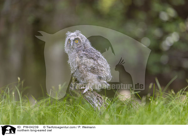 northern long-eared owl / PW-04239