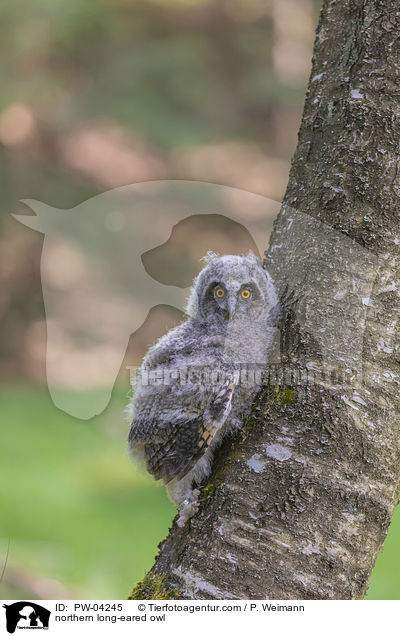 northern long-eared owl / PW-04245