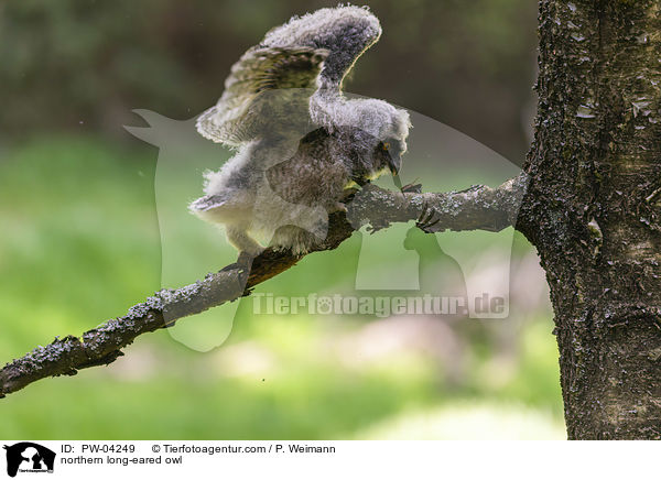 northern long-eared owl / PW-04249