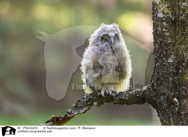 northern long-eared owl / PW-04251