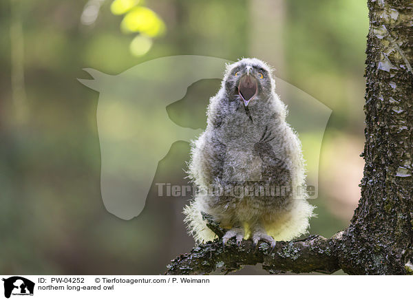 northern long-eared owl / PW-04252