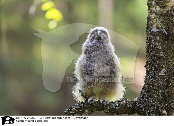 northern long-eared owl / PW-04253