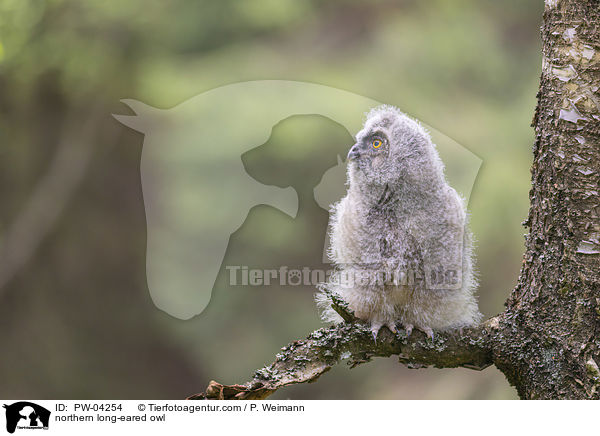 northern long-eared owl / PW-04254