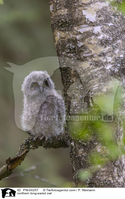 northern long-eared owl / PW-04257