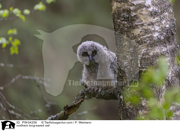 northern long-eared owl / PW-04258