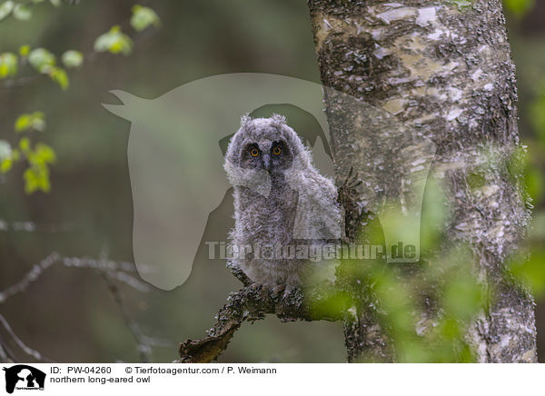 northern long-eared owl / PW-04260