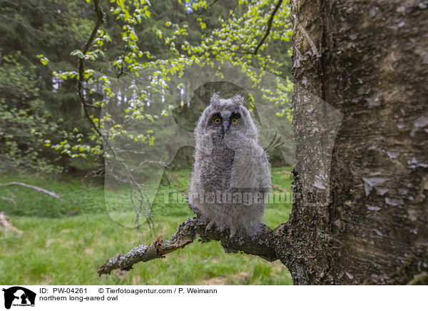 northern long-eared owl / PW-04261