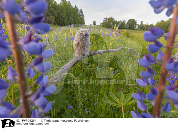 northern long-eared owl / PW-04264
