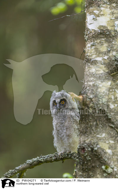 northern long-eared owl / PW-04271