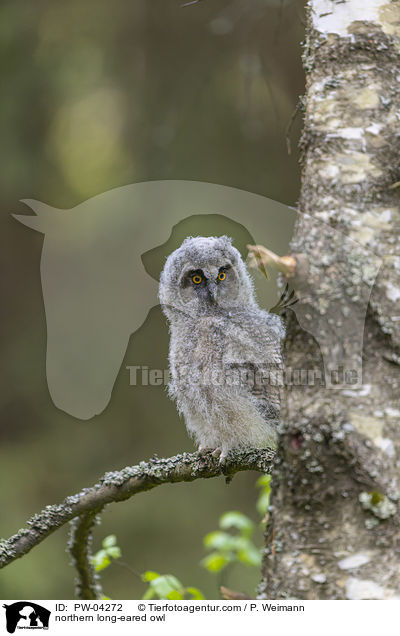 northern long-eared owl / PW-04272