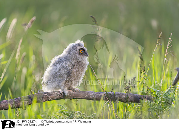 northern long-eared owl / PW-04274