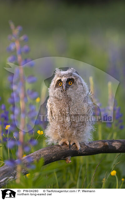 northern long-eared owl / PW-04280