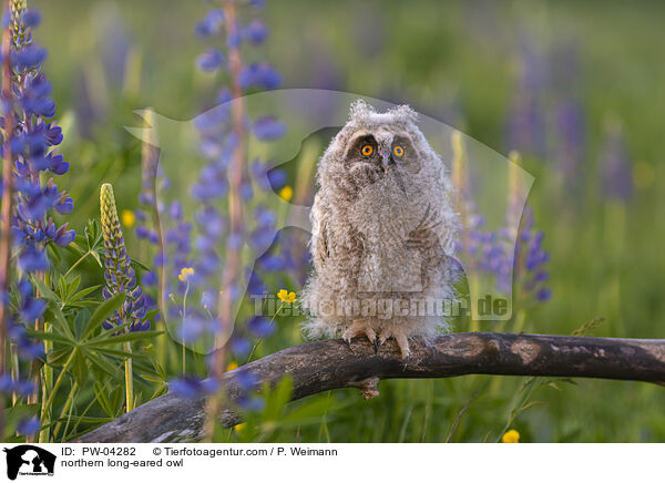 northern long-eared owl / PW-04282
