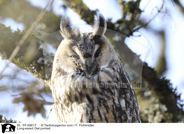 Long-eared Owl portrait / FF-09617