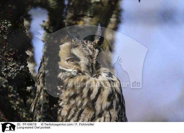 Long-eared Owl portrait / FF-09619