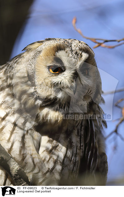 Long-eared Owl portrait / FF-09623