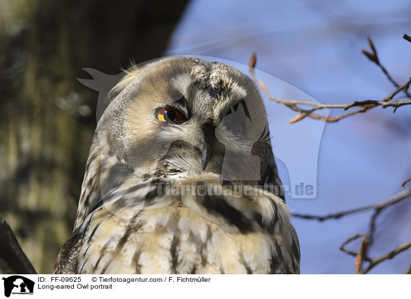 Long-eared Owl portrait / FF-09625