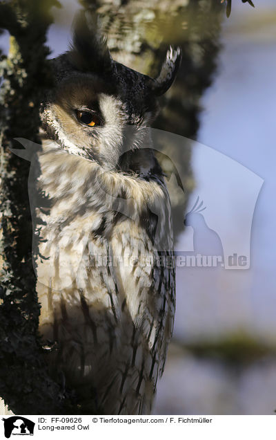Long-eared Owl / FF-09626