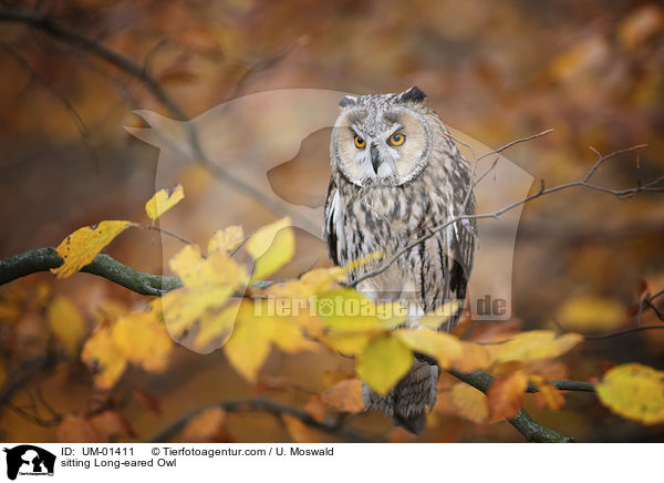 sitting Long-eared Owl / UM-01411