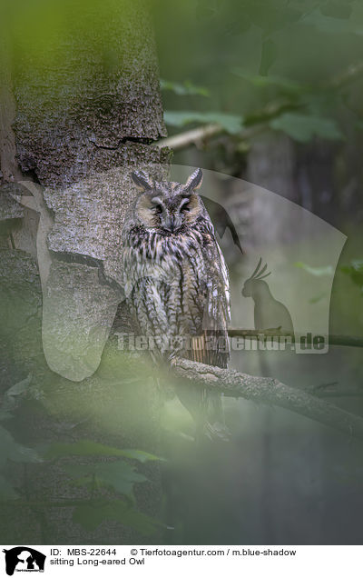 sitting Long-eared Owl / MBS-22644
