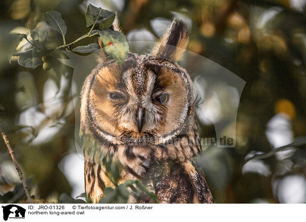 northern long-eared owl / JRO-01326