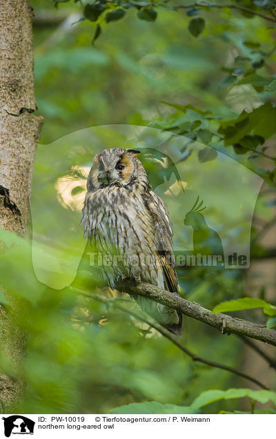 northern long-eared owl / PW-10019