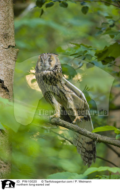 northern long-eared owl / PW-10020