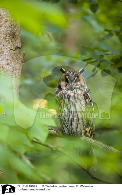 northern long-eared owl / PW-10022
