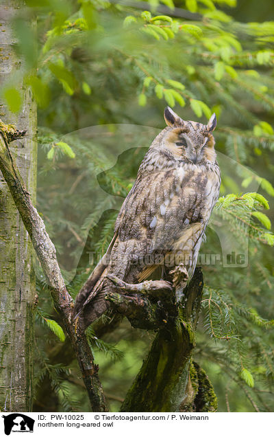 northern long-eared owl / PW-10025