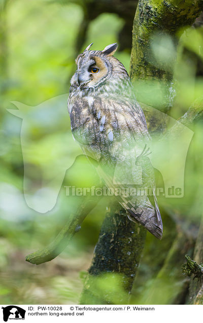 northern long-eared owl / PW-10028