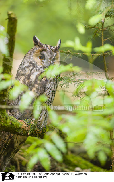 northern long-eared owl / PW-10029