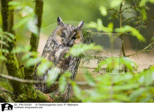 northern long-eared owl / PW-10030