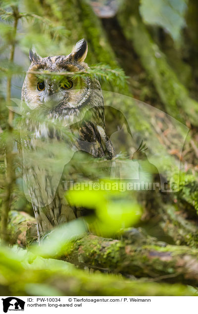 northern long-eared owl / PW-10034