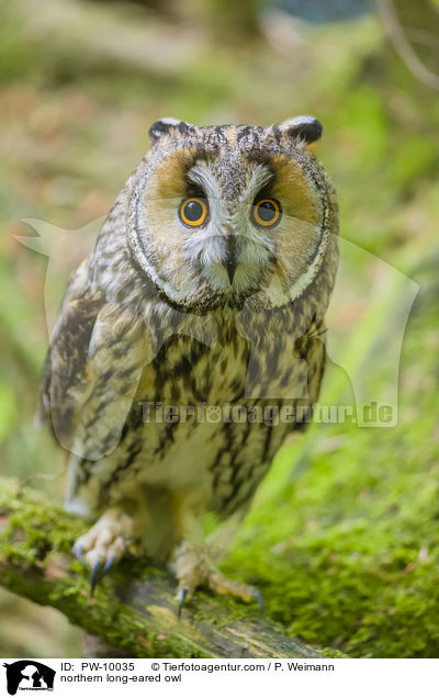 northern long-eared owl / PW-10035