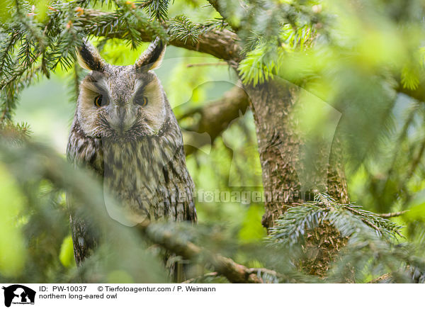 northern long-eared owl / PW-10037
