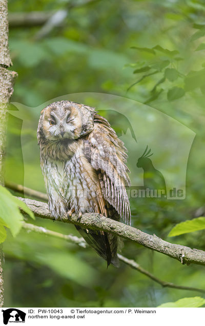 northern long-eared owl / PW-10043