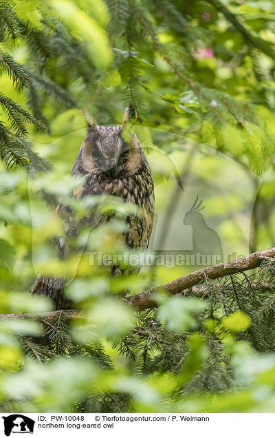 northern long-eared owl / PW-10048